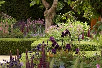 The Morgan Stanley Healthy Cities Garden.  Lupinus 'Masterpiece', dark purple iris, box edging, Acer campestre and verbascum