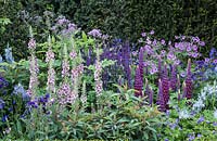 Morgan Stanley Healthy Cities garden - Lupinus 'Masterpiece', Salvia nemerosa 'Caradonna', Verbascum 'Merlin', various Geranium, Camassia
