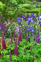 The Morgan Stanley Healthy Cities Garden. Planting combination of Lupinus 'Masterpiece', Camassia 'Blue Heaven', Salvia nemorosa cv, Iris cv,  Geum 'Prinses Juliana'