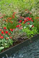 The Telegraph garden. Planting includes: Tulipa 'Couleur Cardinal',  Astrantia major 'Hadspen Blood', Papaver 'Ladybird', Deschampsia cespitosa