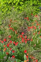 The Telegraph garden. Planting includes: Tulipa 'Couleur Cardinal', Astrantia major 'Hadspen Blood', Papaver 'Ladybird', Deschampsia cespitosa, Carpinus betulus
