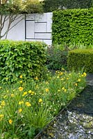 Geometric borders. Straight lines inspired by Mondrian and the de Stijl Movement. Concrete back wall Hornbeam hedges in blocks. Geum, grasses and meconopsis cambrica. yellow.  The Telegraph Garden, RHS Chelsea Flower Show 2015