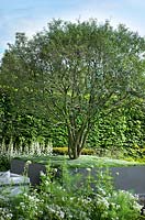 The Telegraph Garden. View of Osmanthus x burkwoodii underplanted with Sagina subulata - heath pearlwort, Irish moss