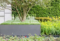 The Telegraph Garden. Wall with rectilinear design. Osmanthus x burkwoodii underplanted with Myostis sylvativa in planter. 