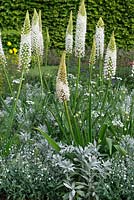 The Telegraph Garden. Set against backdrop of hornbeam and yew, a silver and white themed bed of foxtail lilies, forget-me-not, Artemisia ludoviciana and Orlaya grandiflora. 