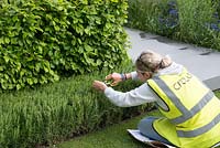 Woman clipping Rosmarinus hedge before judging, with Carpinus betulus behind - The Telegraph Garden