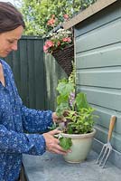 Woman planting up pot with three essential ingredients - Mint, Cucumber and Strawberry.