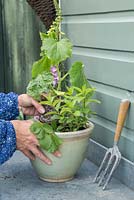 Planting up pot with three essential ingredients: Mint, Cucumber and Strawberry.