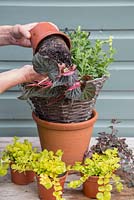 Removing Begonia 'Glowing Embers' from pot, ready for adding to hanging basket