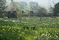 Daffodils in the Orchard at Felley Priory in Nottinghamshire