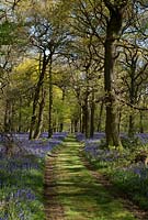 Felley Priory bluebell wood, Nottinghamshire