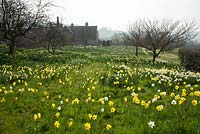 Daffodils in the orchard at Felley Priory in Nottinghamshire