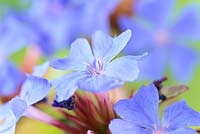 Ceratostigma plumbaginoides AGM - Hardy blue-flowered leadwort 