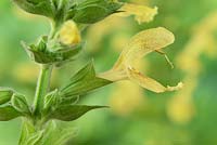 Salvia glutinosa - Jupiter's distaff, Sticky clary sage  