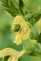 Salvia glutinosa - Jupiter's distaff, Sticky clary sage 
