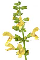 Salvia glutinosa - Jupiter's distaff, Sticky clary sage 
