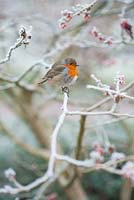Robin sitting on branch of 
Hamamelis x intermedia 'Robert', December, Hampshire