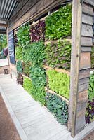 Wooden garden house with growing wall containing Lettuce - Lollo Rosso, Cabbage, Beet leaves, Spinach, Peas,