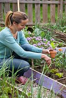 Woman planting out Borago officinalis seedling in raised vegetable bed.