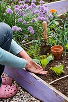 Woman planting out borago officinalis seedling in raised vegetable bed.