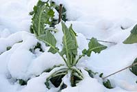 Brussel Sprout plants covered in snow