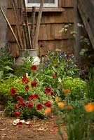 Papaver commutatum 'Ladybird Poppy', Euphorbia x martini and Cirsium rivulare 'Atropurpureum. A Trugmaker's Garden.  Chelsea Flower Show 2015