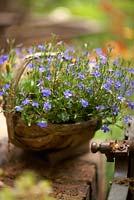 Blue lobelia in trug. Chelsea Flower Show 2015. A Trugmaker's Garden. 