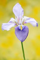 Iris unguicularis, March, Suffolk