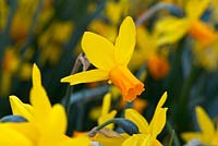 Narcissus 'Itzim'