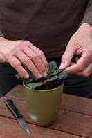 Taking Saintpaulia Cuttings - choose a leaf