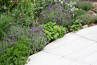Portland stone path lined with herbs, parsley, french lavender, lemon balm, thyme - The Evaders garden. RHS Chelsea Flower Show, 2015