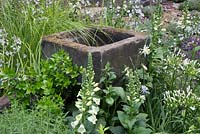 old stone trough surrounded by foxgloves, acquilegia and agapanthus  - The Evaders garden. RHS Chelsea Flower Show, 2015.