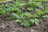 Growth development of Solanum phureja 'Apache' and Solanum tuberosum 'Bonnie'