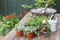 Plants and materials required for planting up a hanging basket. Featuring Convolvulus sabatius, Dichondra 'Silver Falls', Petunia 'Sky Blue' Fanfare series, Petunia 'Deep Blue' Fanfare series and Lobelia 'Hot Tiger'