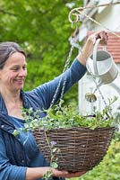 Woman watering hanging basket 