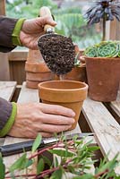 Adding compost to terracotta pot before potting cuttings of Drimys 