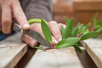 Remove one inch from the bottom of the semi-hardwood Drimys cuttings