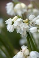 Allium paradoxum var. 'Normale'