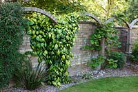'London arches' created to divide up flat wall and add interest. Clematis, Hedera colchica 'Sulphur Heart' and Actinidia deliciosa - kiwi fruit