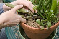 Pruning out old pitchers from Darlingtonia californica AGM - cobra or dragon's head lily, an insectivorous pitcher plant