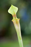 Sarracenia flava AGM - insectivorous pitcher plant. Detail of pitcher