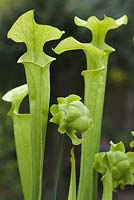 Sarracenia oreophila, green pitcher plant. Young pitchers 