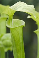 Sarracenia oreophila, green pitcher plant. Young pitcher