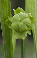 Sarracenia oreophila, green pitcher plant. Detail of flower once petals have fallen