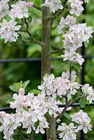 Malus domestica 'Laxton's Epicure' - apple blossom