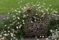 Willow-weave duck with Erigeron karvinskianus growing through it