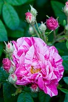 Rosa gallica 'Versicolor' - syn. R. versicolor, Rosa mundi