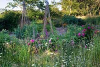 View to kitchen garden hedged by rugosa hybrids Rosa 'Roseraie de l'Ha' and Rosa 'Blanche Double de Coubert'. Wildflower meadow.
