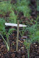 Foeniculum vulgare 'Romanesco' -  plant label in cleft cane