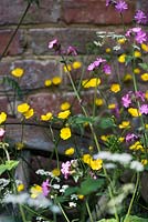 Wild flowers, Silene dioica and ranunculus acris against brick wall.  The Old Forge, RHS Chelsea Flower Show 2015